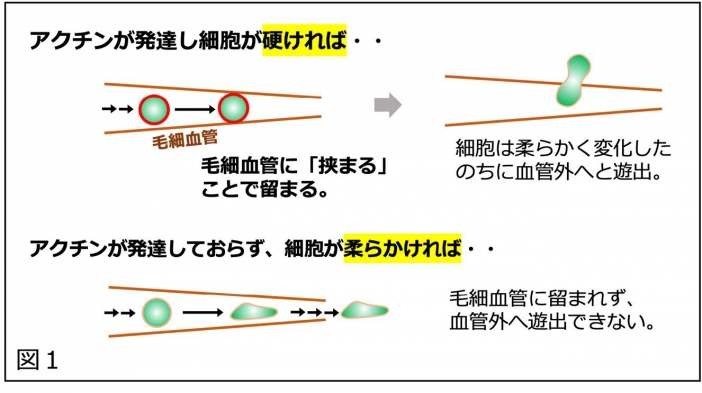 細胞の⾎⾏性転移の新たな仕組みを発⾒ | 研究成果 | 九州大学（KYUSHU